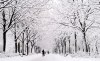 A Montrealer walks down a path in a Montreal park under snow covered trees following a snowfall Thursday, February 28, 2013 in Montreal. THE CANADIAN PRESS/Paul Chiasson