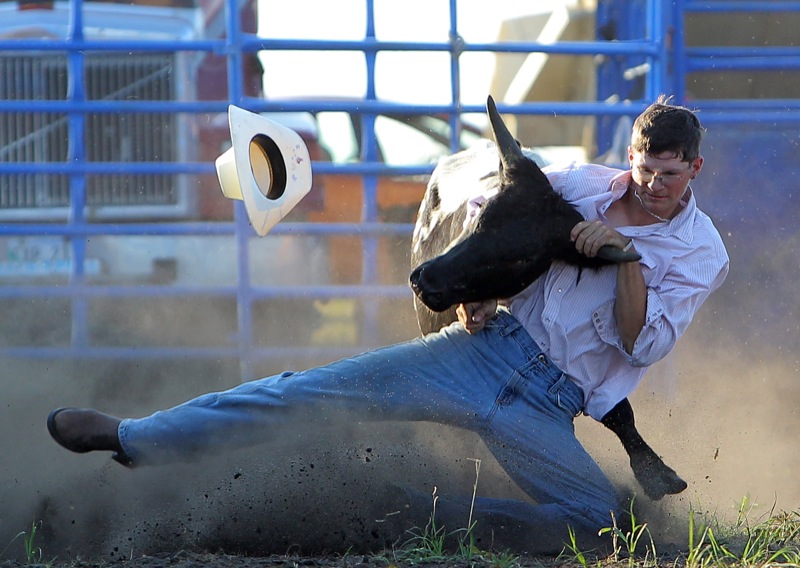 Tim Smith/Brandon Sun
Steer wrestler Anthony Potvin digs in to bring down a steer at the Shilo Heartland Rodeo on Friday evening.