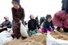 Ruth Bonneville / Winnipeg Free Press
Children on the James Valley Hutterite Colony pitch in Wednesday to help raise dikes in the community, which has escaped major flooding for nearly 100 years.