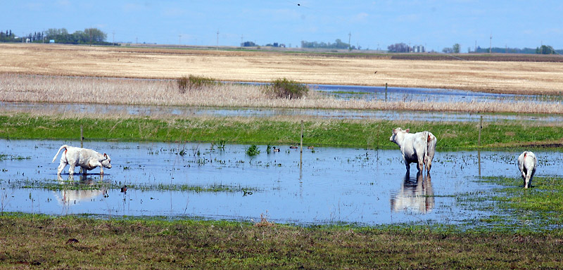 Bruce Bumstead/Brandon Sun
Cattle walk through a flooded field near Boissevain on Wednesday.