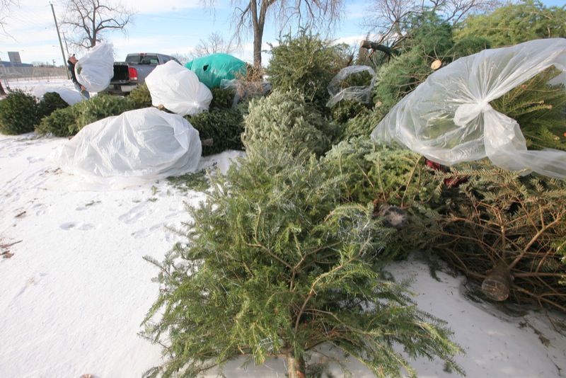 Options for old Christmas trees Brandon Sun