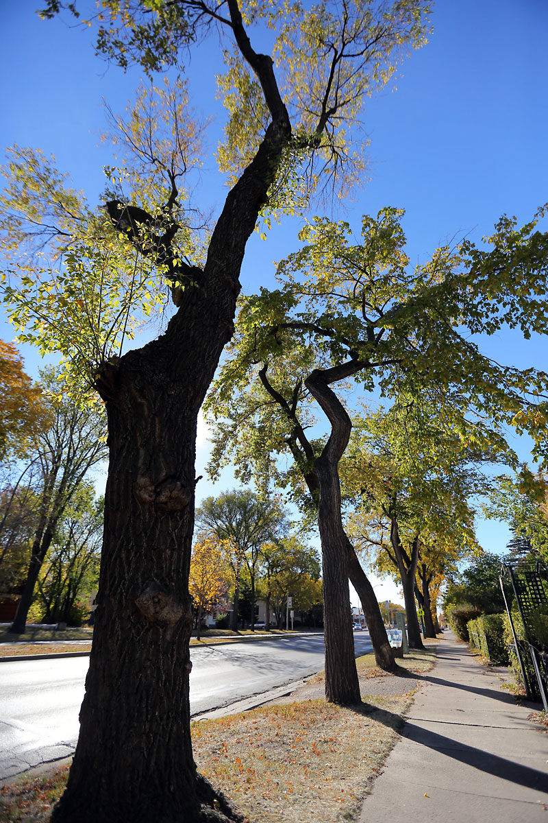 Crews trying to protect elm trees in city Brandon Sun