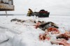 Fairford, Man. ice fisherman Randy Strawa sits atop a snow machine on Lake Manitoba after processing one of about 45 gill nets owned by local ice fisherman Frank Kenyon. Offal and undesirable fish species that do not fetch a high enough price for market will be left on the ice to rot or be eaten by crows and other wildlife. Tuesday, March 26, 2013. (REPORTER: BARTLEY KIVES) (JESSICA BURTNICK/WINNIPEG FREE PRESS)