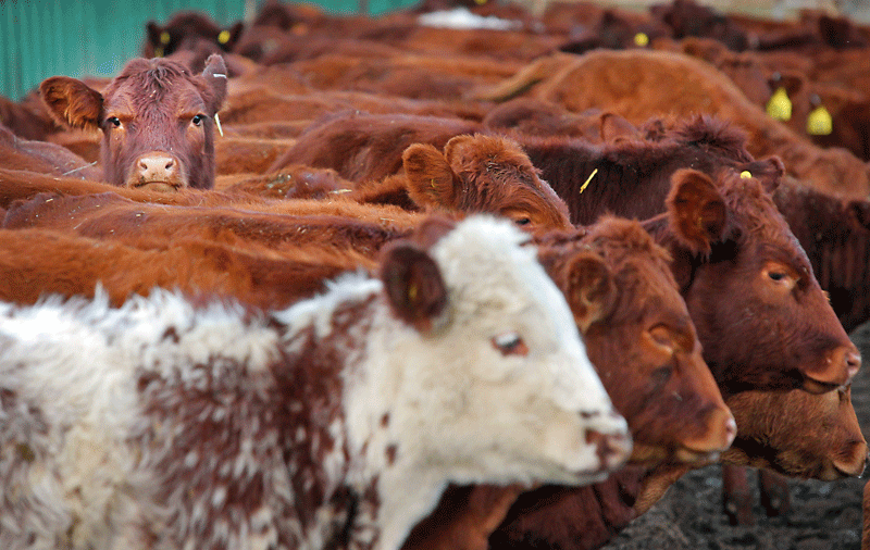 Labelling rules cost ranchers 625M per year, ag group says Brandon Sun