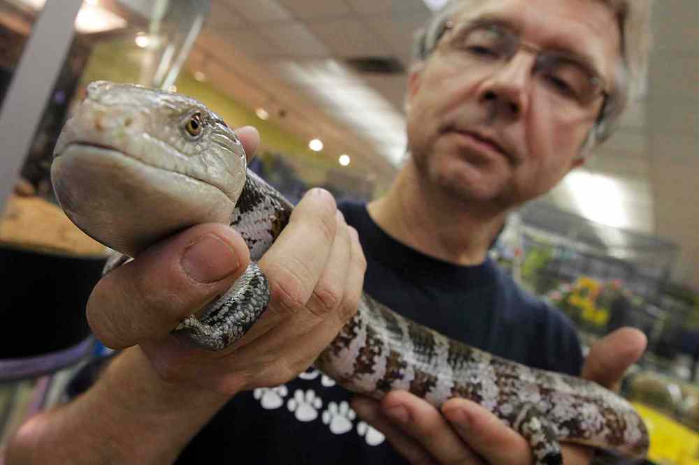 JOHN WOODS / WINNIPEG FREE PRESS
Lance Rosolowich, co-owner of Pet Traders, displays a blue-tongued skink in his store Monday. This skink is legal in the province. 'It's very popular because you can feed them cat food and vegetables,' said Rosolowich.