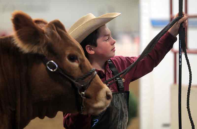 Bruce Bumstead/Brandon Sun
Angus Smyth of Roblin waits patiently with his Limousin heifer following a morning of showing at the Manitoba Livestock Expo on Friday.