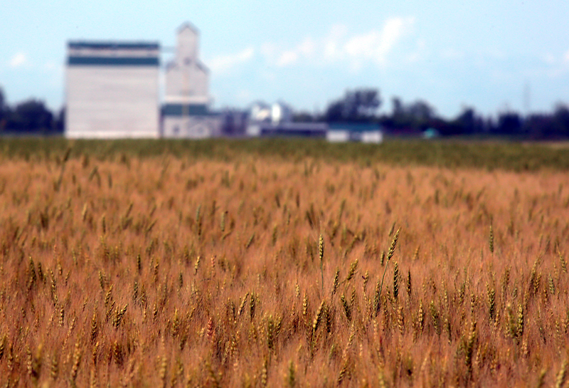 A crop of wheat begins to mature in a field south of Justice. The National Farmers Union (NFU) and the Wheat Growers Association (WGA) are asking the federal government to halt the Canadian Grain Commission’s plan to impose export grade standards on wheat that is delivered to country elevators. (File)