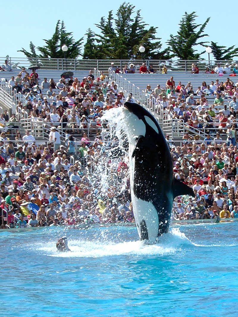 Submitted
Tonight’s talk with whale researcher Dave Duffus at Brandon University gives the public a chance to engage with a scientist at the forefront of the debate about whales in captivity, BU geography department chair Chris Malcolm says.