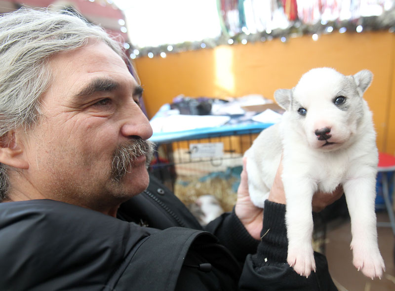 Bruce Bumstead/Brandon Sun
Gerald Azure holds one of the four new additions to the Bluesky sled dog family at Asessippi Ski Area and Resort on Tuesday. Two of the puppies were born two days before they left Churchill on Dec. 1, while the other two were delivered on the train. Azure and his partner Jenafor are holding a naming contest for the popular puppies.