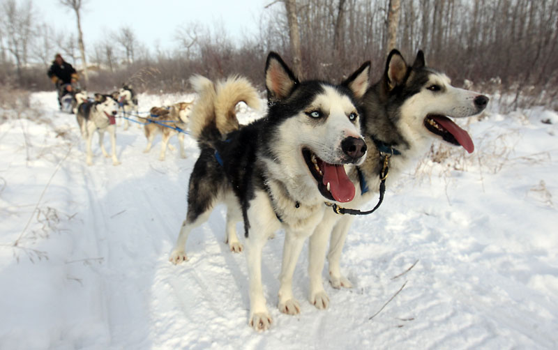 Bruce Bumstead/Brandon Sun
The six-dog team hits the Asessippi trail on Tuesday under the direction of musher Gerald Azure.