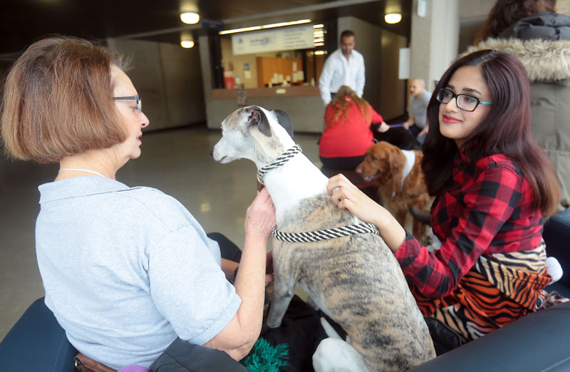 Bruce Bumstead/Brandon Sun
Lisa Mizan, a political science and history student at Brandon University, warms up to Wickett the whippet, a therapy dog owned by Val Andrey (left), during Monday’s kickoff to mental health week at BU.