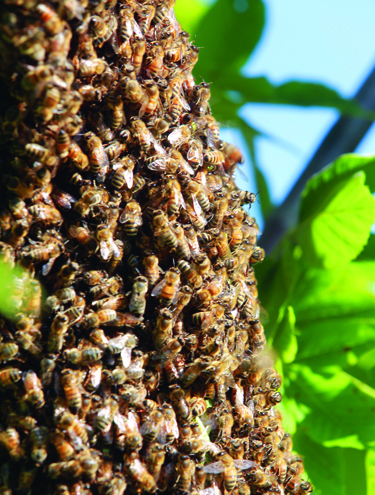 File
Baker tried to get the bee operation beside his home shut down, but the Manitoba Farm Industry Practices Board found the beekeeper was adhering to normal farming practices.