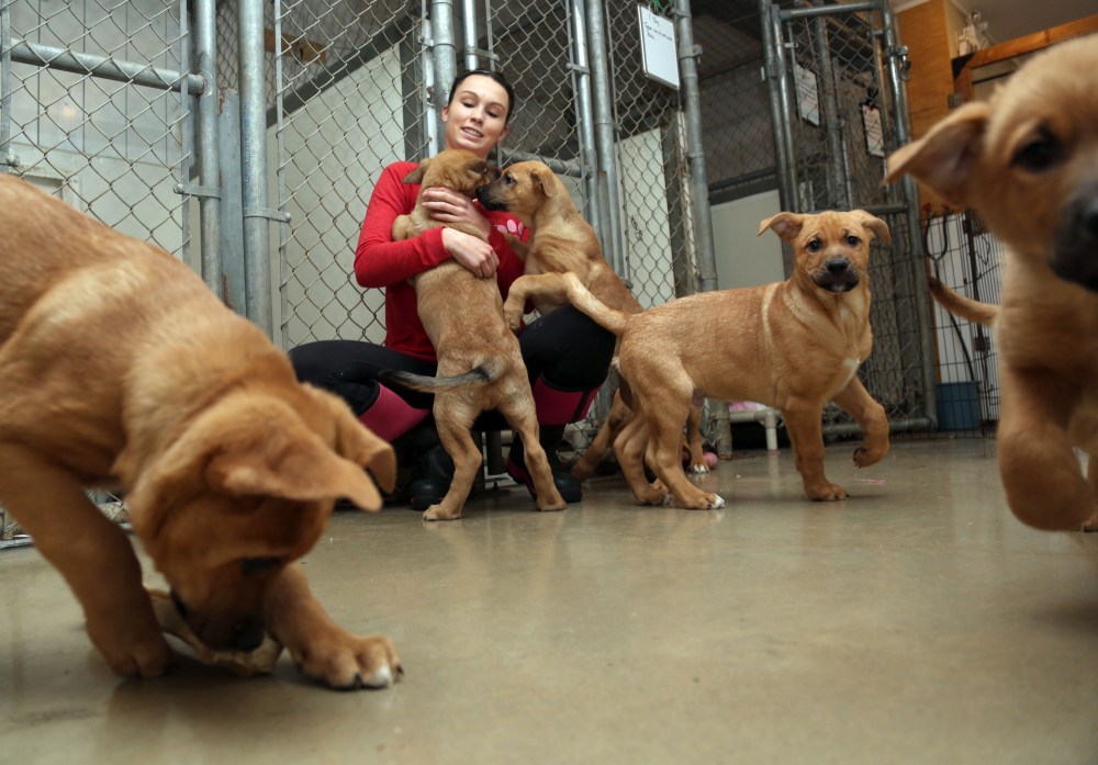 Colin Corneau/The Brandon Sun
Paige Friesen plays with some of the puppies looking for homes at the Brandon Humane Society over the weekend.