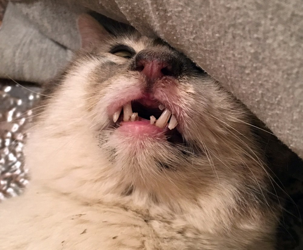 Submitted
Rex, a cat found in a garbage truck in Deloraine, tied up in a bag, is shown with his broken teeth. A veterinarian believes the cat’s teeth decayed because of malnutrition.