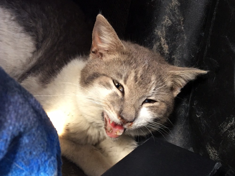 Submitted
Rex, a malnourished cat found in a garbage truck in Deloraine, tied up in a bag, was taken to a veterinarian last weekend when the rescued cat was struggling to breathe. He is expected to recover from his injuries.