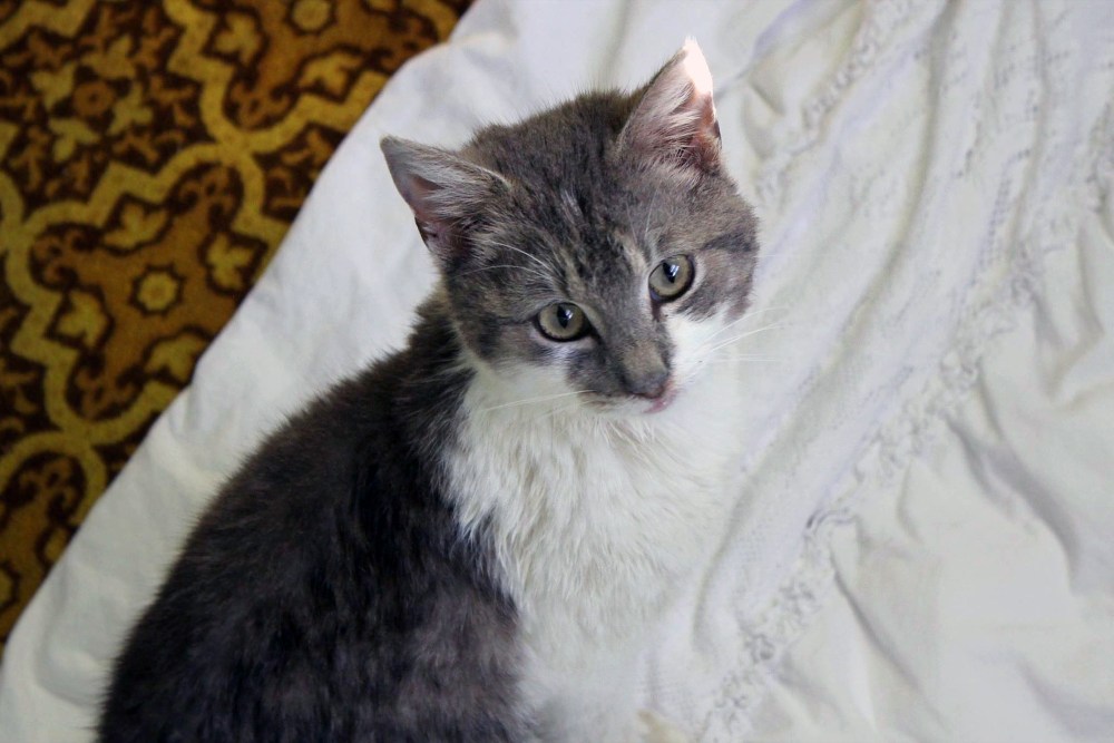Submitted
Rex, a malnourished cat found in a garbage truck in Deloraine, tied up in a bag, is beginning to look better by Monday. The severely underweight cat was found dehydrated, skinny and hungry.