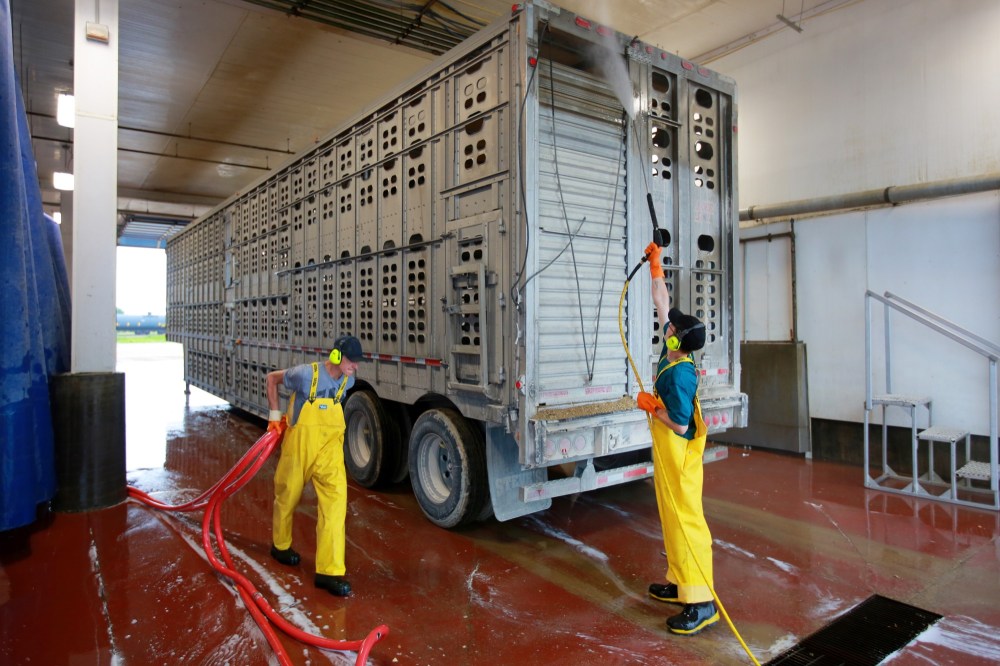 PEDv epidemic prompts ‘increased level of washing’; Brandon facility busier than usual Brandon Sun