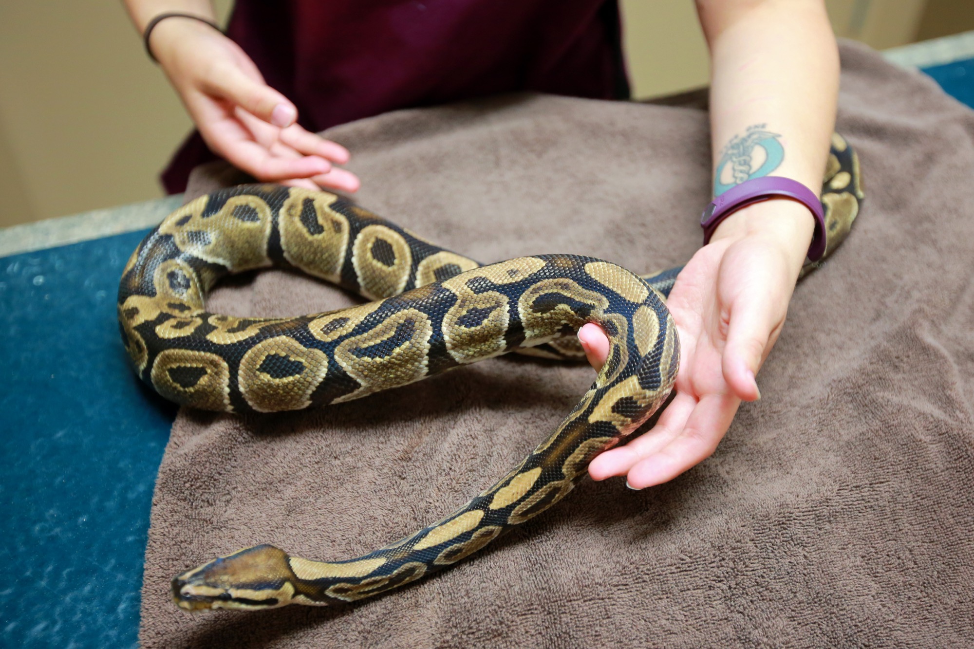 Ball python, lizard turn up in Brandon driveway, backyard – Brandon Sun