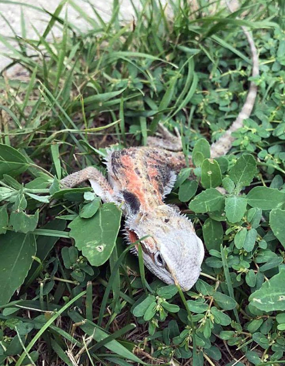 Submitted
The bearded dragon George Tahhan found in his east end Brandon backyard on Monday afternoon.