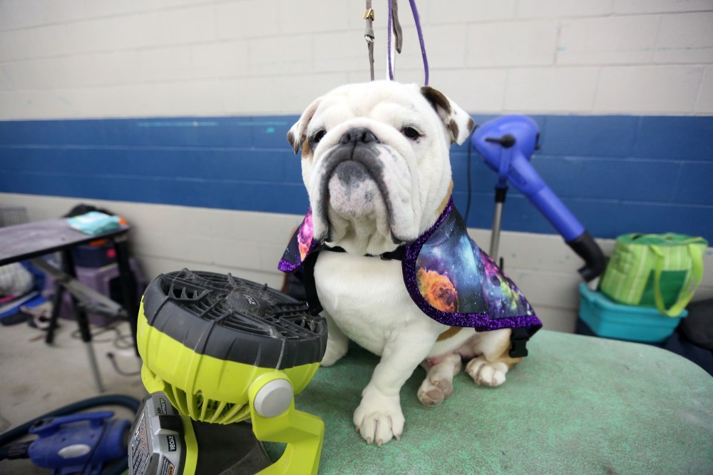Dog show marks Crocus Obedience and Kennel Club’s 50th anniversary
