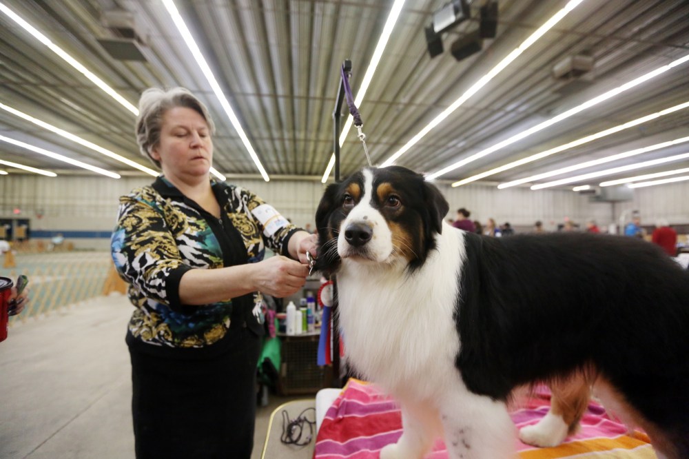 Dog show marks Crocus Obedience and Kennel Club’s 50th anniversary