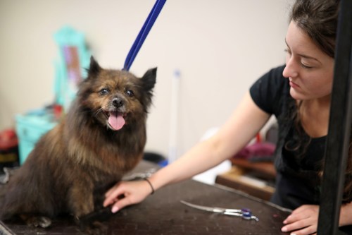 27042018
Kayla Knowles, a groomer at Grassroots Grooming on Rosser Avenue, grooms a dog for a client alongside co-workers. (Tim Smith/The Brandon Sun)