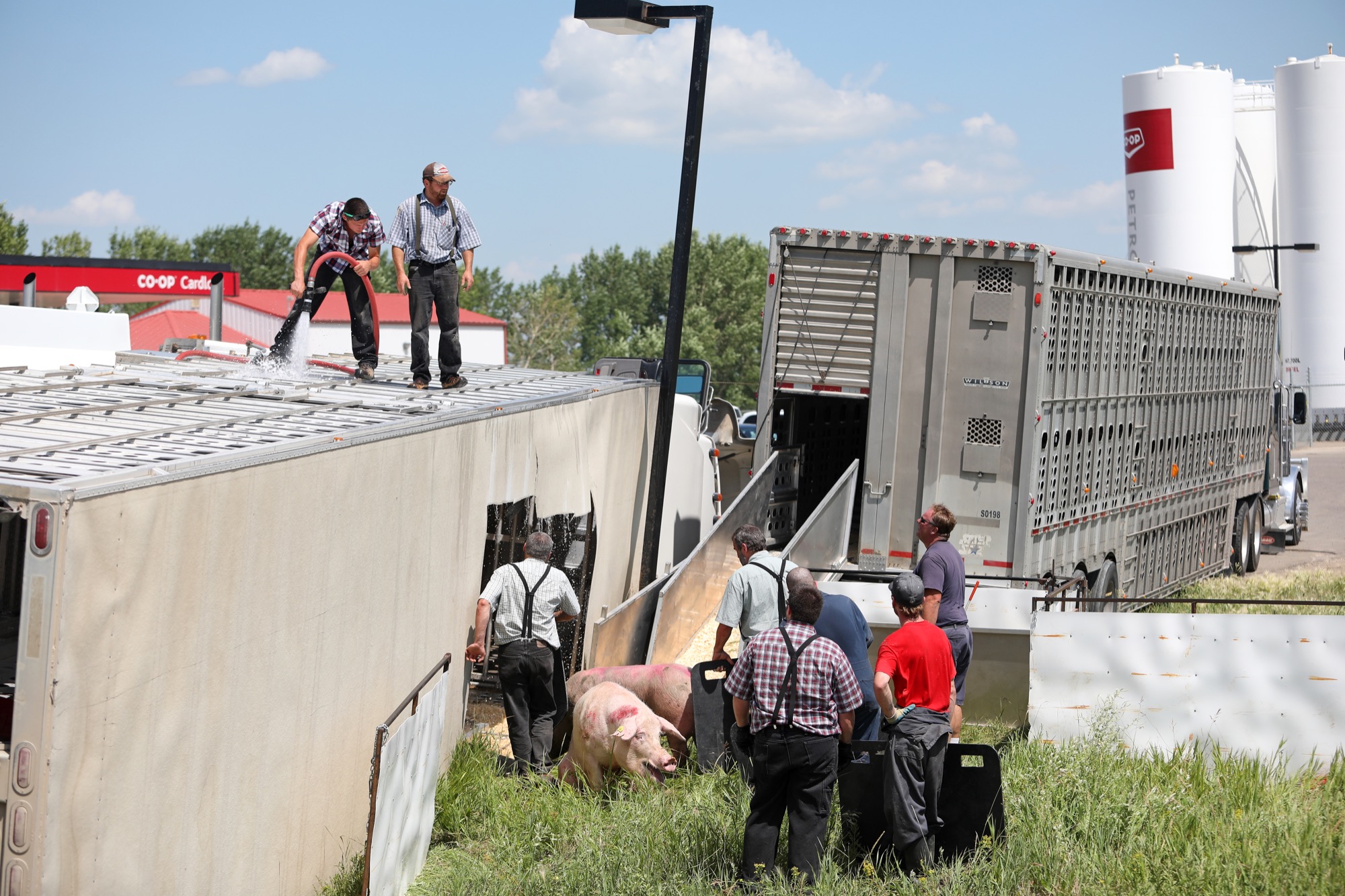 Truck hauling hogs tips over – Brandon Sun