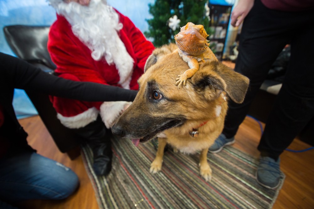 Chelsea Kemp/The Brandon Sun
Bearded dragon Phoenix and dog brother Heath are ready for the camera during the Brandon Humane Society's Pet Photos with Santa fundraiser at Pet Valu on Saturday.