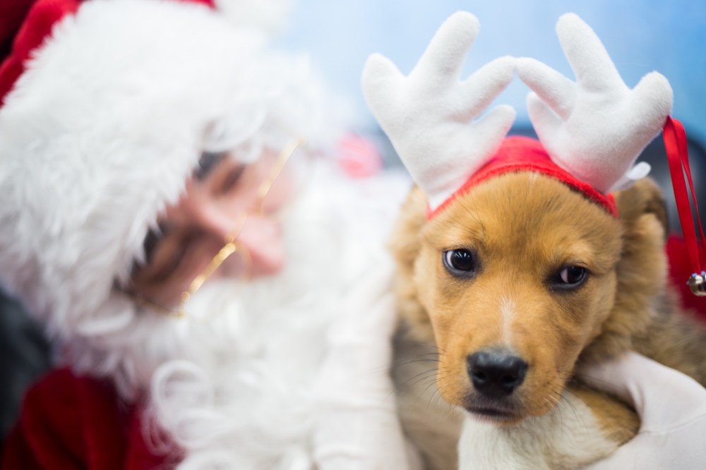 Chelsea Kemp/The Brandon Sun
Teddy, an eight-week-old puppy, meets Santa for the first time during the Brandon Humane Society's fundraiser on Saturday.