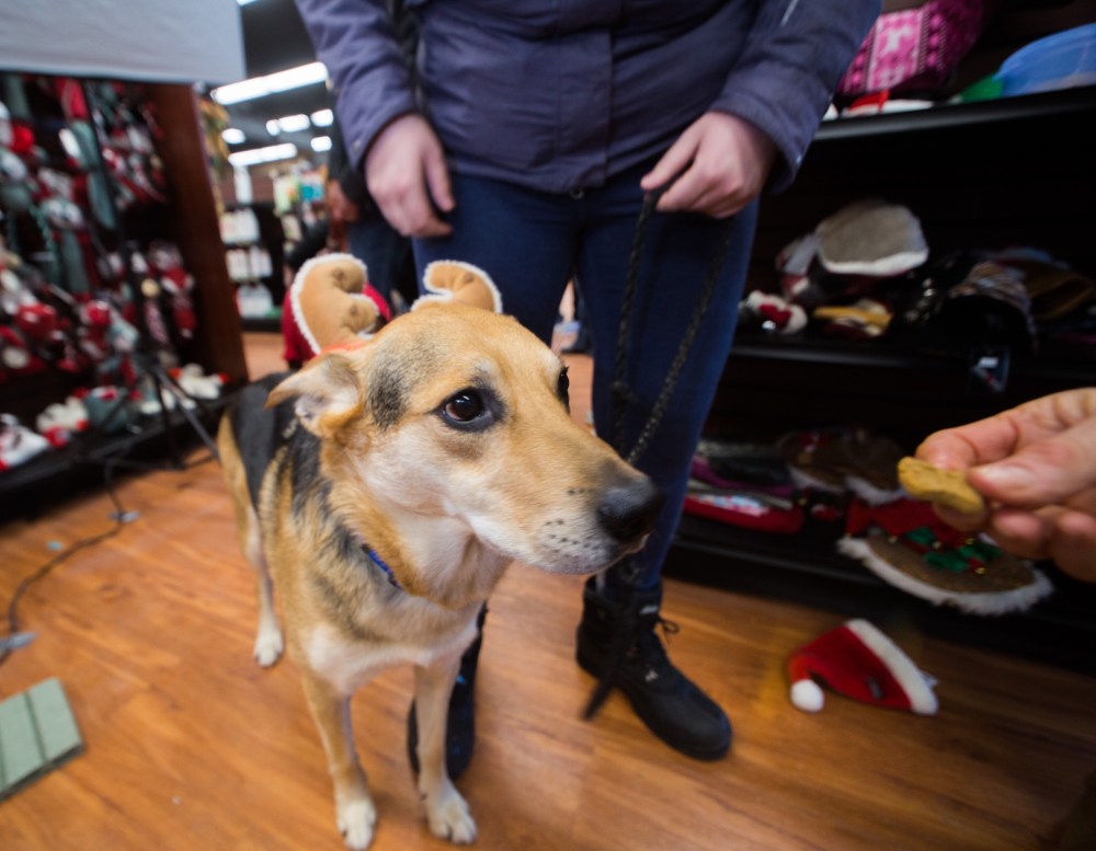 Chelsea Kemp/The Brandon Sun
Rescue dog Clark dons Christmas antlers for his photo with Santa at the Brandon Humane Society Pet Photos with Santa fundraiser at Pet Valu on Saturday.