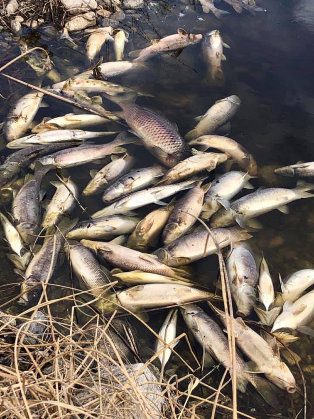 Submitted
Hundred of dead fish have washed up at Shoal Lake.