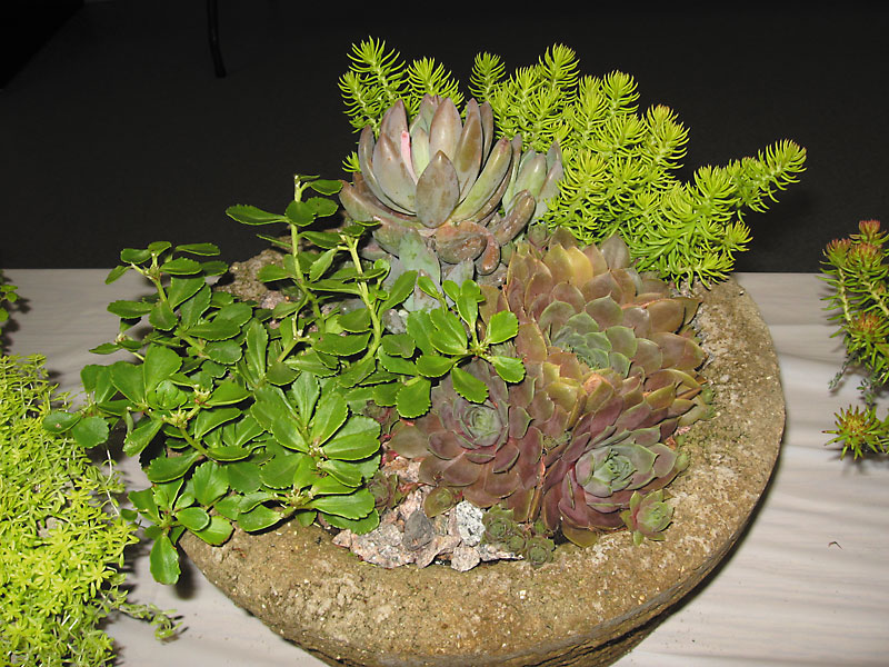 Albert Parsons/For the Sun
This round hypertufa container is large enough to hold several plants.
