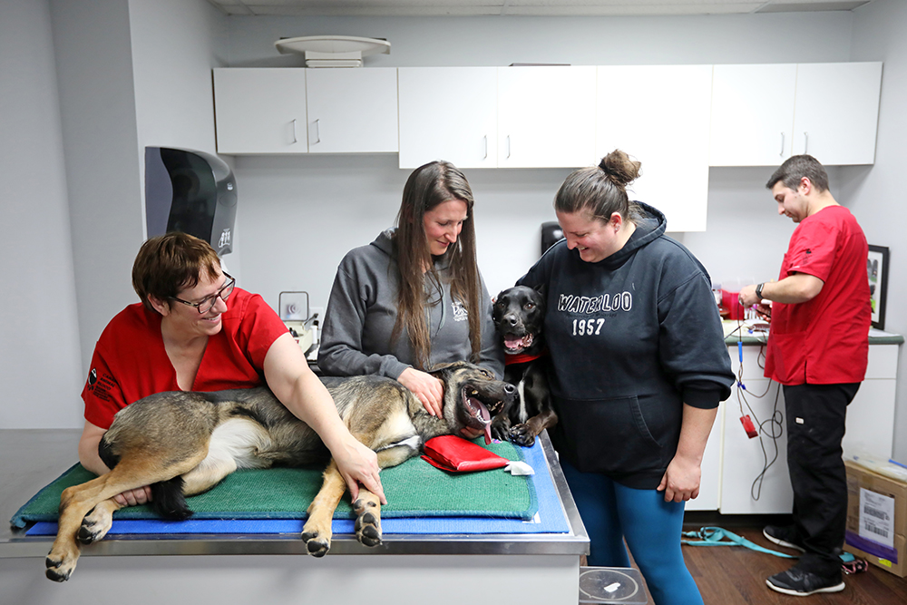 Twin sisters Tara and Tiffany Green and Bosu, a lab-pit bull cross, visit with Vega, a lab-shepherd cross, as Beth Knight and Michael Philippot with the Canadian Animal Blood Bank finish collecting blood from Vega at Grand Valley Animal Clinic on Thursday.  (Tim Smith/The Brandon Sun)