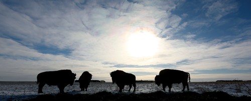From Prairie to Plate