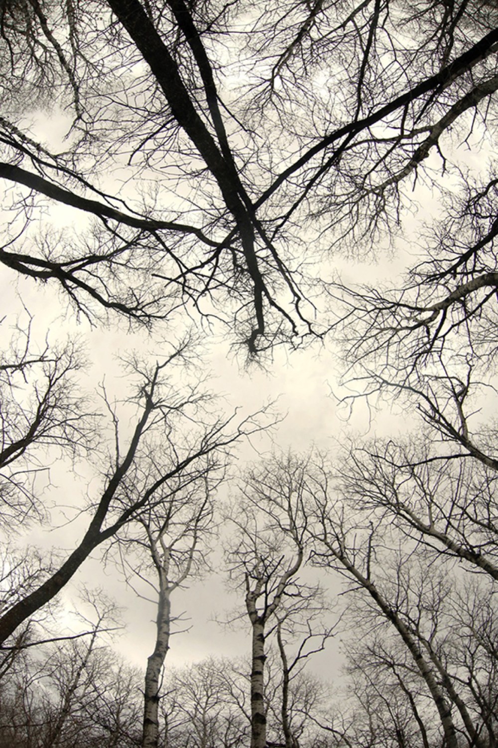 Matt Goerzen/The Brandon Sun
Bare birch tree branches form a canopy along the trails in the Brandon Hills Wildlife Management Area on Sunday afternoon.