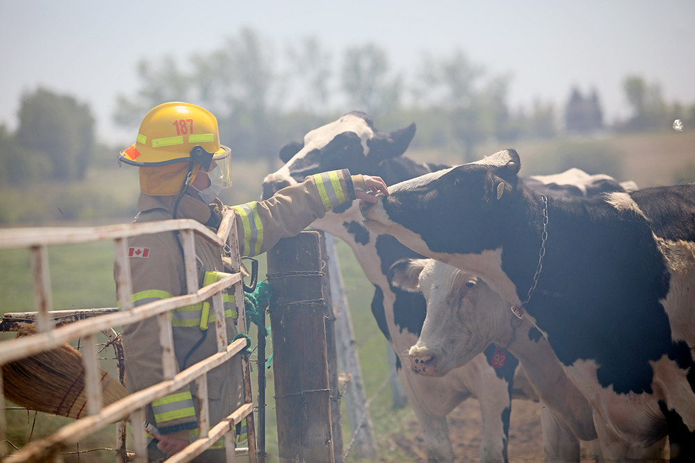 A firefighter takes a moment to visit with curious cows as firefighters from Brandon as well as the RM of Elton & Cornwallis battle a silage fire at a farm on the western edge of Brandon on a windy and hot Monday afternoon. Firefighters fought the blaze for several hours as wind whipped ash to the east. (Tim Smith/The Brandon Sun)