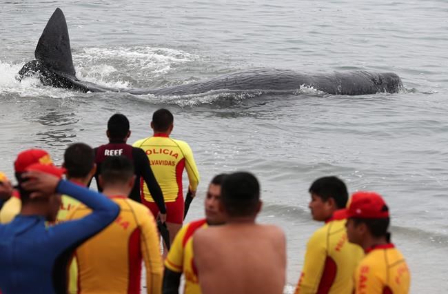 Rescue personnel come to the aid of an injured sperm whale stranded in the coastal waters of in San Bartolo, Peru, Tuesday, Aug. 20, 2019. THE CANADIAN PRESS/AP-Martin Mejia