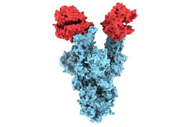 Using cryo-electron microscopy, University of British Columbia researchers studying COVID-19 have revealed the structure of the N501Y spike protein mutant, shown above (in blue) bound to two copies of the ACE2 receptor (in red). THE CANADIAN PRESS/HO-UBS-Dr. Sriram Subramaniam MANDATORY CREDIT