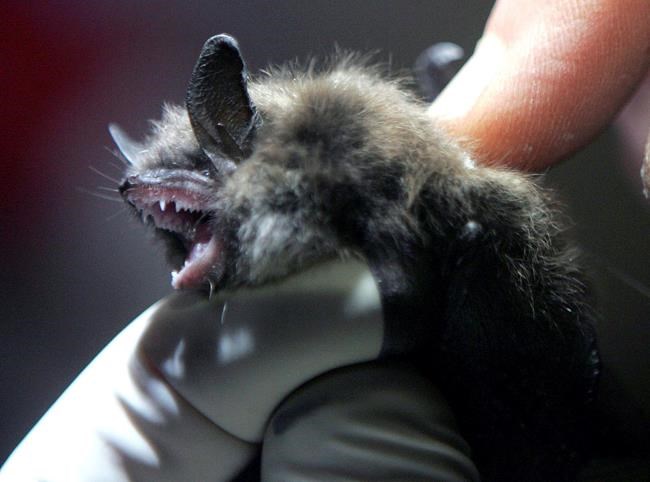 A radio transmitter is inserted into a little brown bat in an abandoned mine in Rosendale, N.Y., Jan. 27, 2009. A fungus that is destroying bat populations in eastern North America has made its first appearance on the Canadian Prairies. THE CANADIAN PRESS/AP-Mike Groll