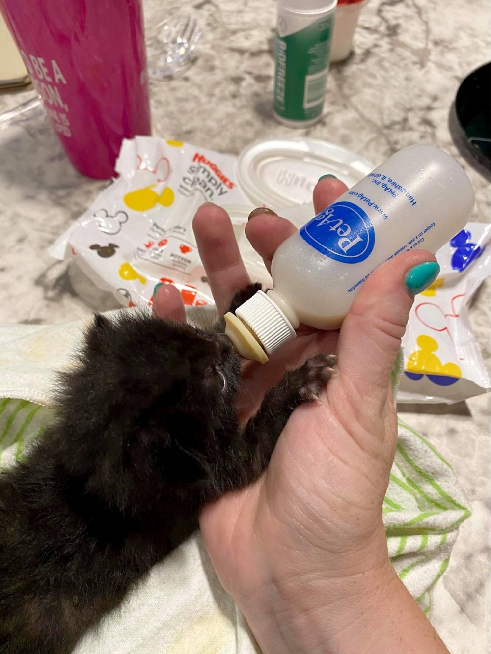 Incubators to help neonatal kittens, puppies Brandon Sun