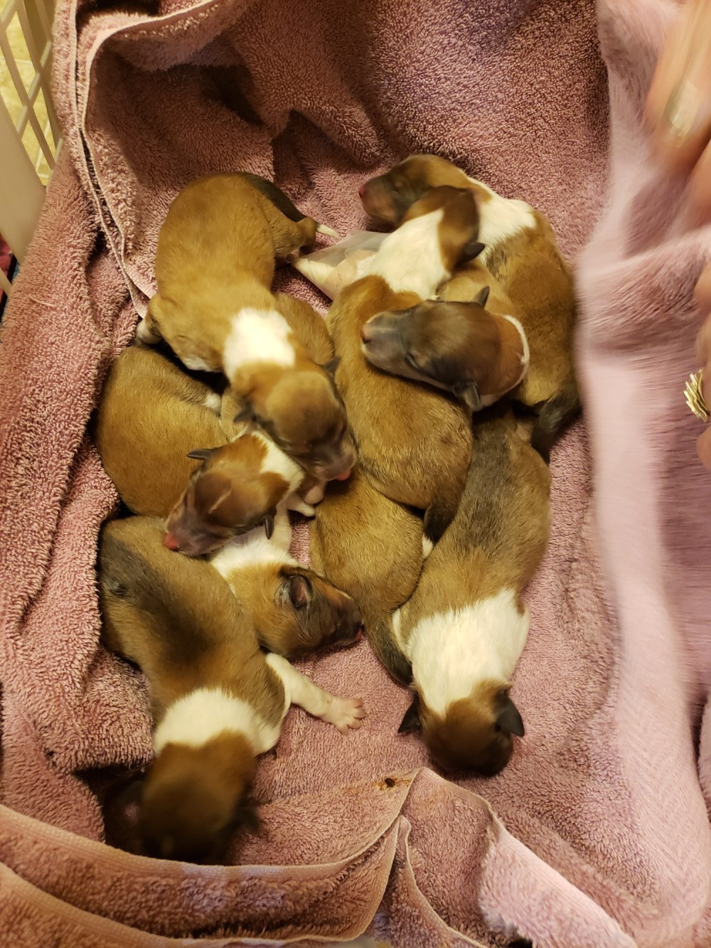 Submitted
All nine of Sienna the rough collie's puppies are safe and sound after being born in the woods.