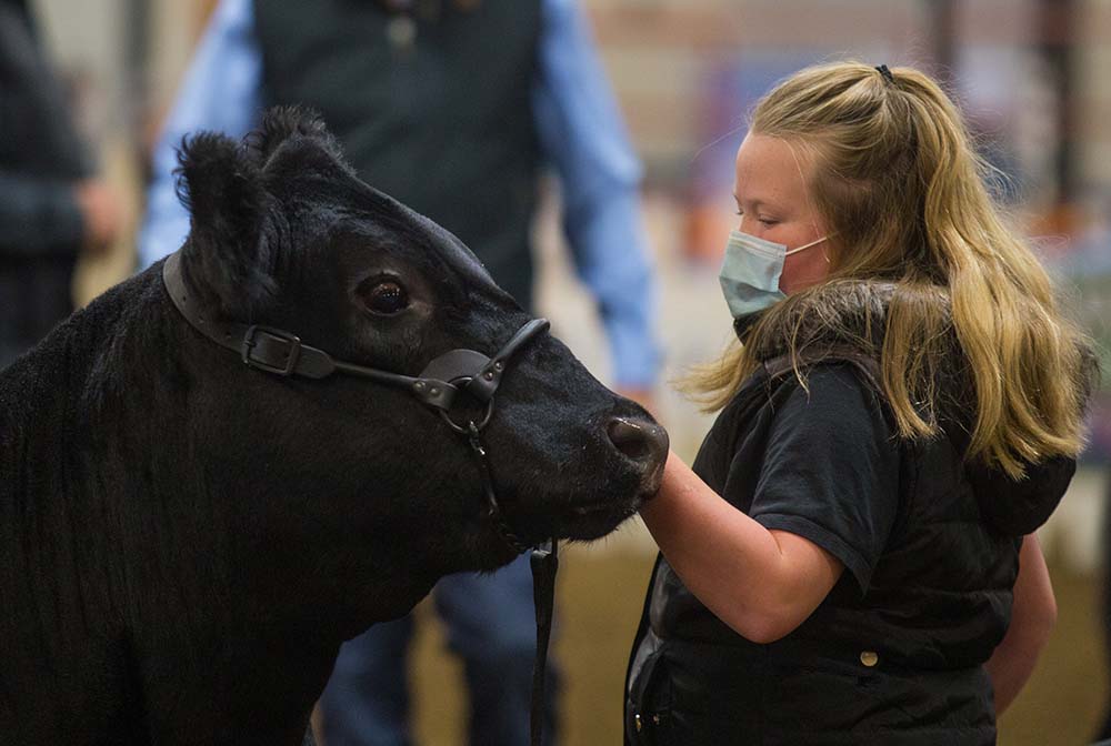 Chelsea Kemp/The Brandon Sun
Brynn Steppler, 9, showcases her heifer in the Little Lady Classic at Ag Ex Wednesday.
