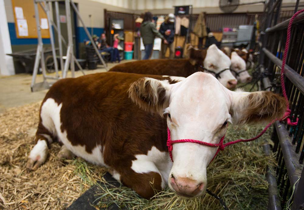 Cattle are housed in the Keystone Centre barns for Ag Ex. (File)
