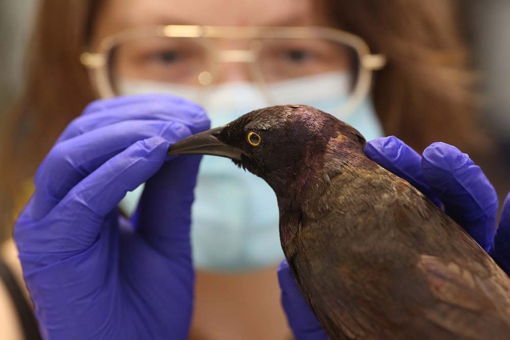 Restorations bring animals in the βdead zooβ back to life β Brandon Sun