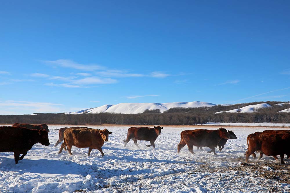 Cattle producers struggle with feed shortages Brandon Sun