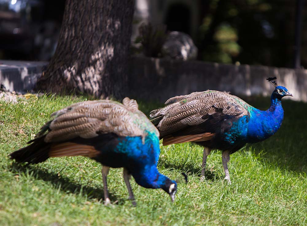 File
Souris will replace its current flock of peacocks this spring.
