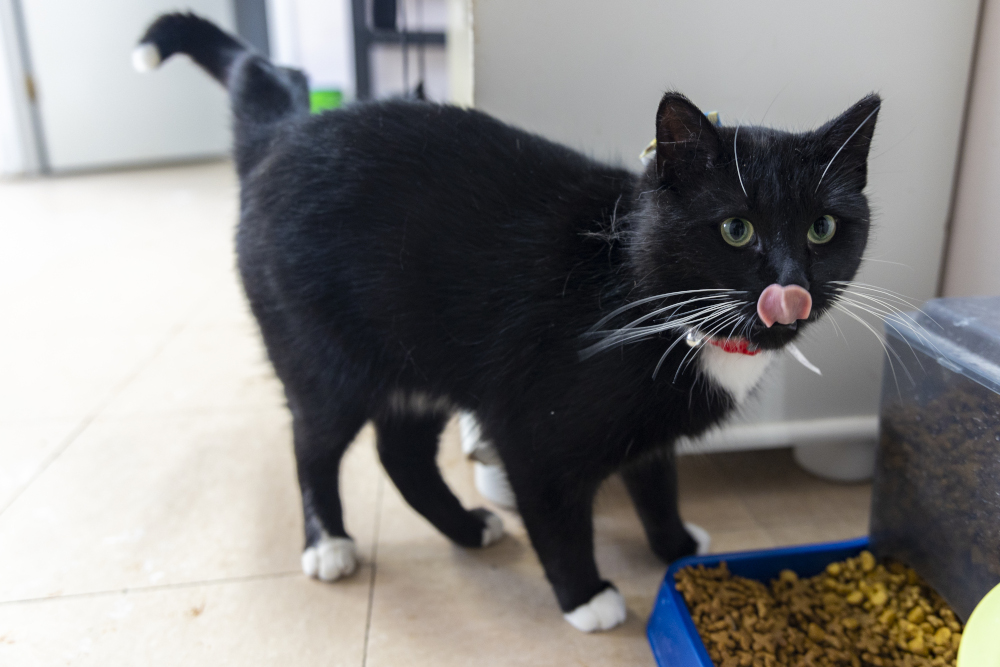 Shelter launching service cat program Brandon Sun