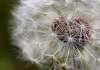 JOE BRYKSA / FREE PRESS ARCHIVES
Some pesticides target dandelions.