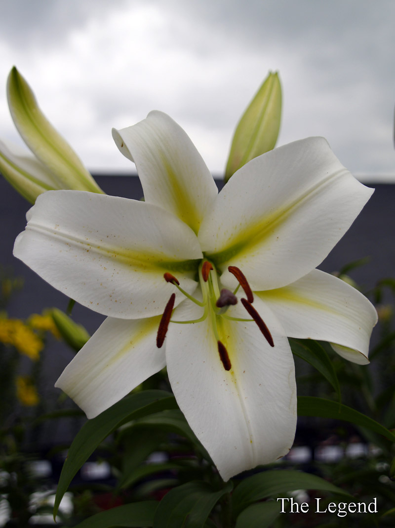 Submitted
Some Oriental lily superstars: The Legend