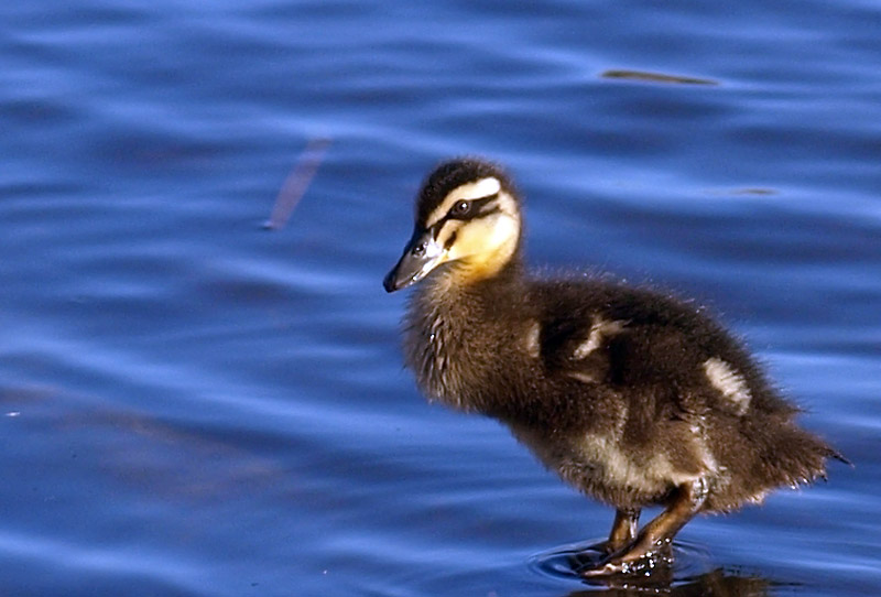 Submitted
This photo of a duck is one of the many wildlife photographs Bill Stillwell's book “Manitoba Wild” which recieved an Outdoor Writers of Canada 2010 Book Award.